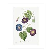 Pierre-Joseph Redouté & Henry Joseph Redouté – Star-Glory Morning-Glory (1827) (Print Only)
