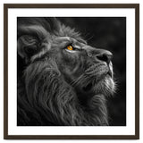 Majestic Lion Face Closeup Golden Eyes Black thumbnail