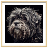 Old Dog 02 thumbnail