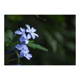 BLOSSOM. (Print Only) thumbnail