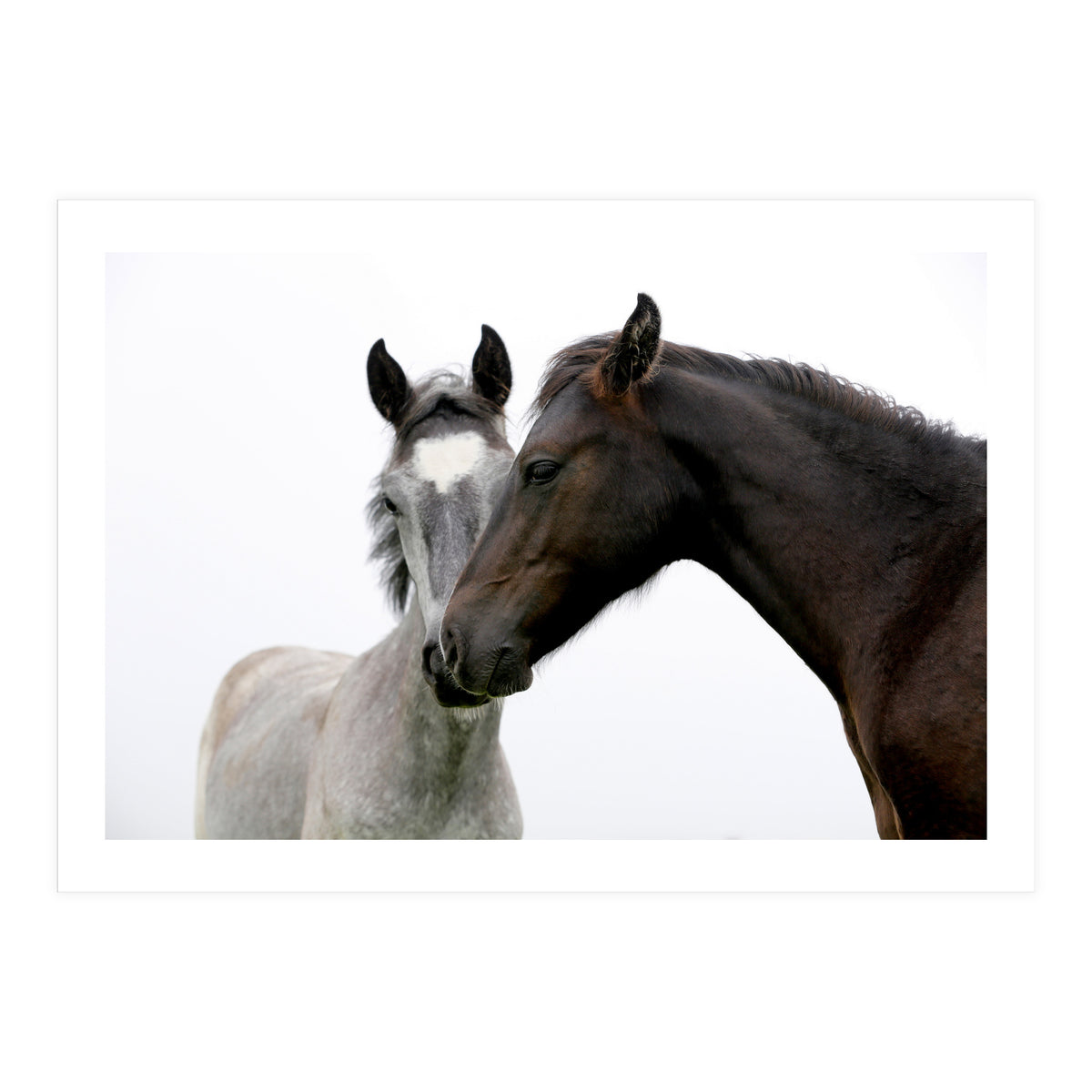 Two Horses (Print Only)