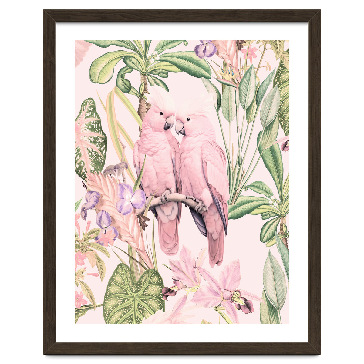 Pink Cockatoos in Love