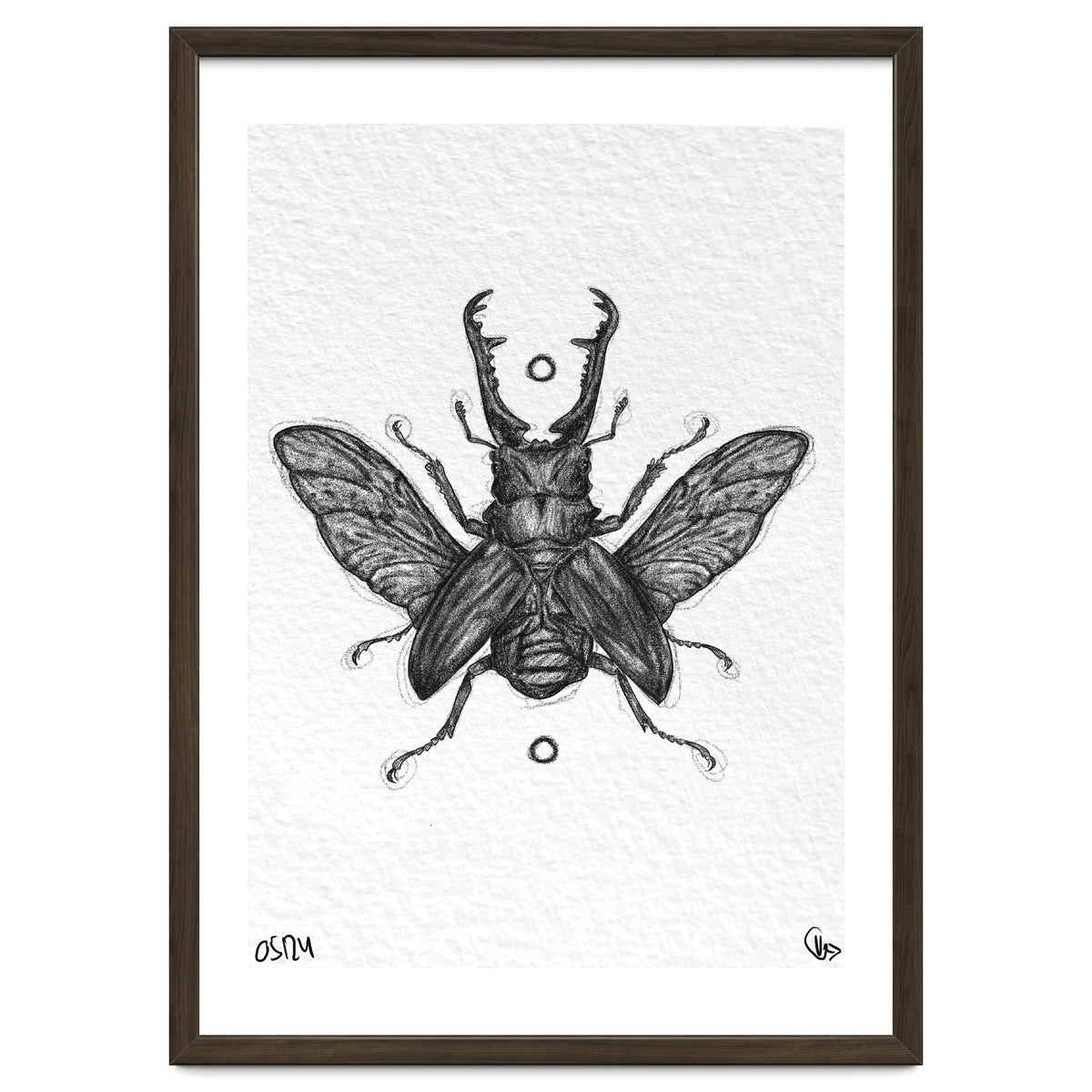 Giraffen Hirschkäfer