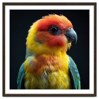 Vibrant Sun Conure Parrot Close Up Portrait
