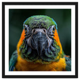 Blue And Gold Macaw Face Focused Portrait thumbnail