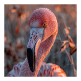 Close Up Of A Pink Flamingo Head In Sunlight (Print Only) thumbnail