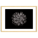 Backyard Flowers In Black And White No 79 thumbnail