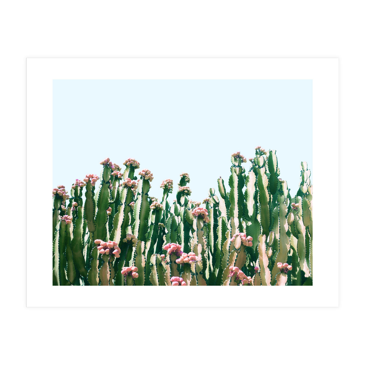 Blush Cactus #society6 #decor #buyart (Print Only)