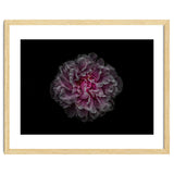 Backyard Flowers No 116 Color Version thumbnail