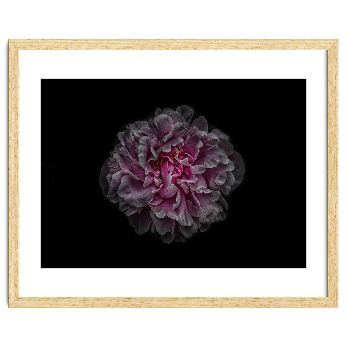 Backyard Flowers No 116 Color Version