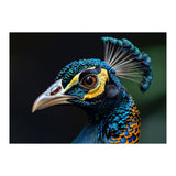 Close-up of a Peacock’s Head (Print Only) thumbnail