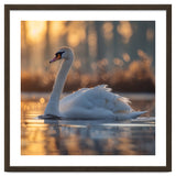 Majestic Swan Gliding On Water At Sunset thumbnail