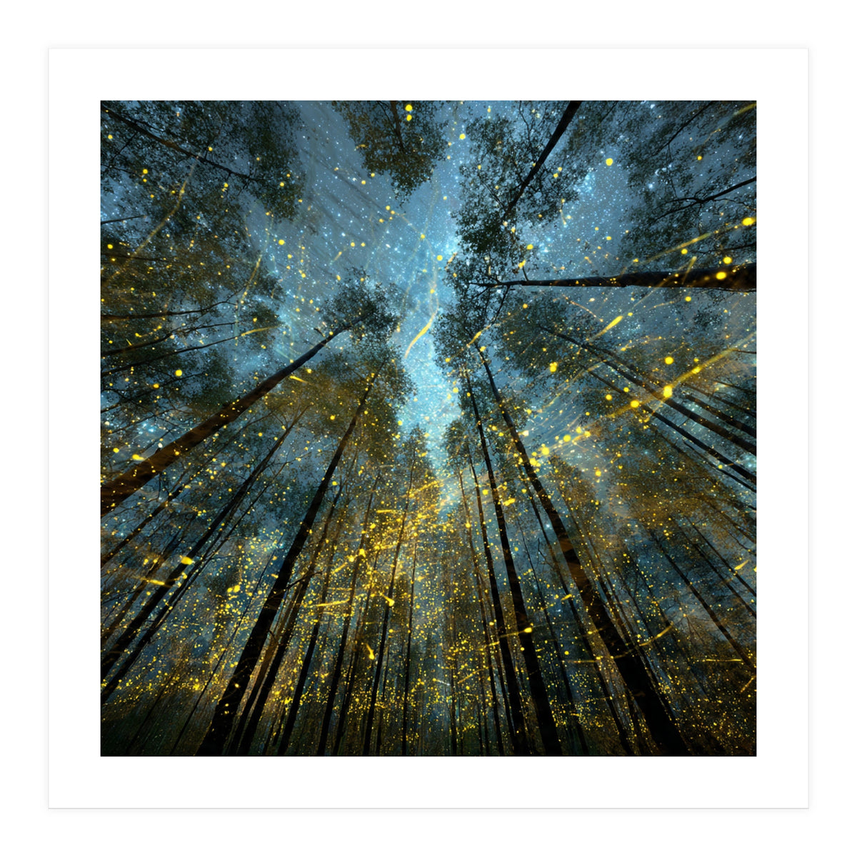 Enchanted Night Forest with Glowing Fireflies (Print Only)