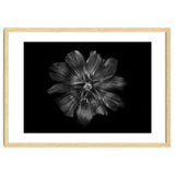 Backyard Flowers In Black And White 22 thumbnail
