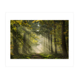 Sunrays in a Dutch forest (Print Only) thumbnail