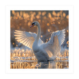 Swan Spreading Wings In Water Sunlight (Print Only) thumbnail