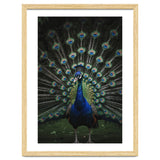 Peacock Portrait Photography thumbnail