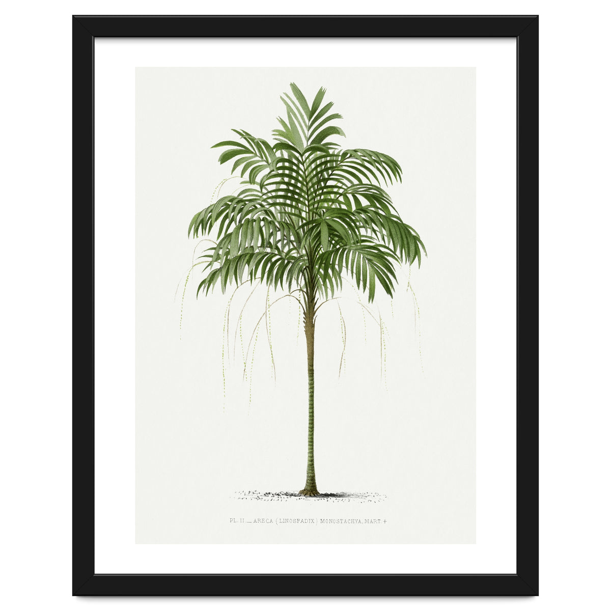 Oswald de Kerchove de Denterghem – Vintage Palm Tree Illustration (1878)