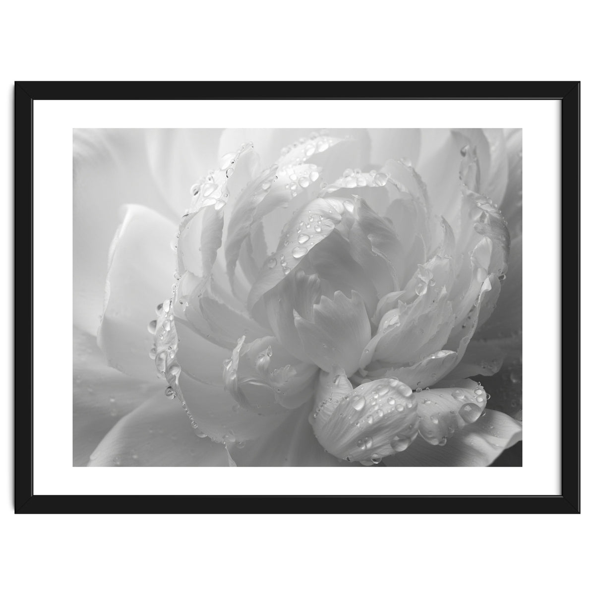 Ethereal Monochromatic Peony Petal Macro