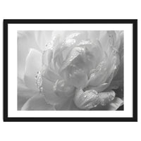 Ethereal Monochromatic Peony Petal Macro