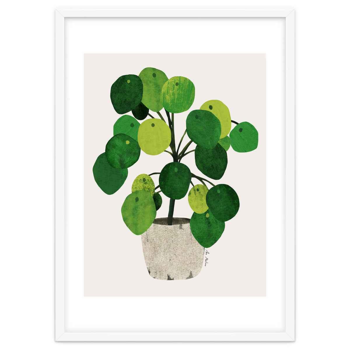 Pilea Plant