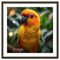 Sun Conure Parrot Colorful Bird Perched On Branch