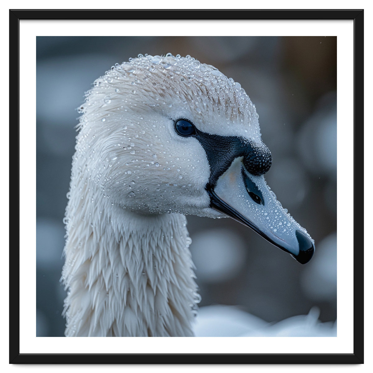 Close Up Of A Swan Head Covered In Water Droplets