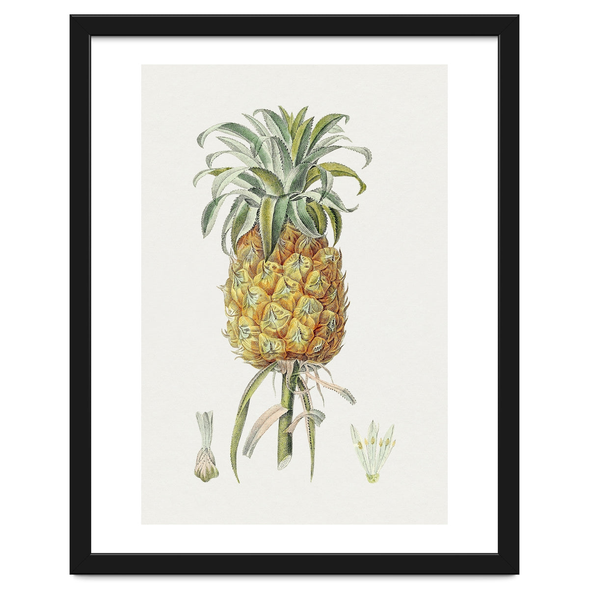 Pineapple (Hand Drawn Botanical Illustration)