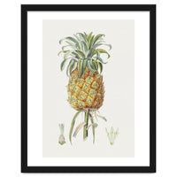 Pineapple (Hand Drawn Botanical Illustration)