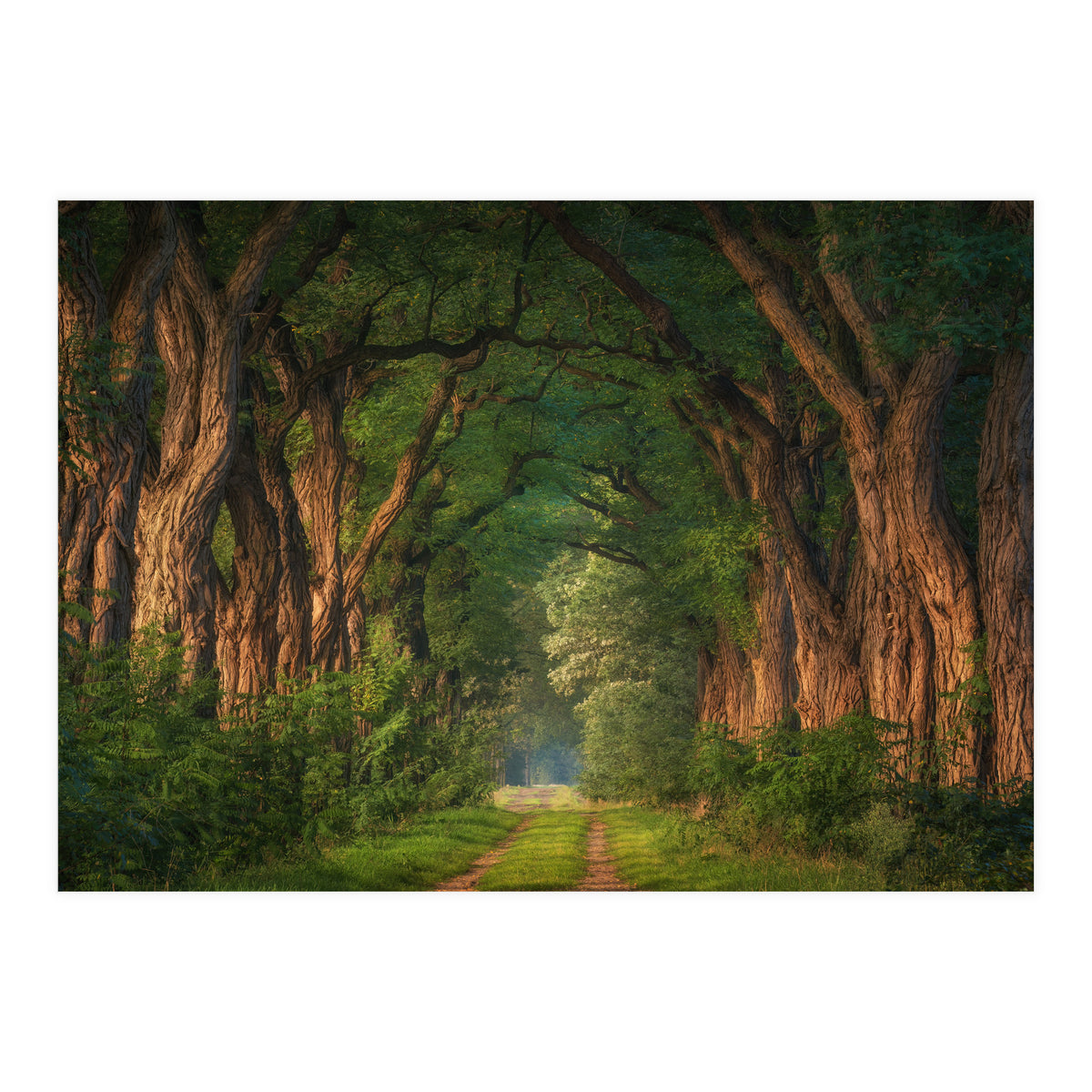 Soft morning light (Print Only)