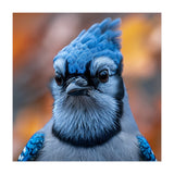Close Up Blue Jay Bird With Detailed Feathers (Print Only) thumbnail