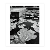 Lotus Pond | Black & White Portrait (Print Only)