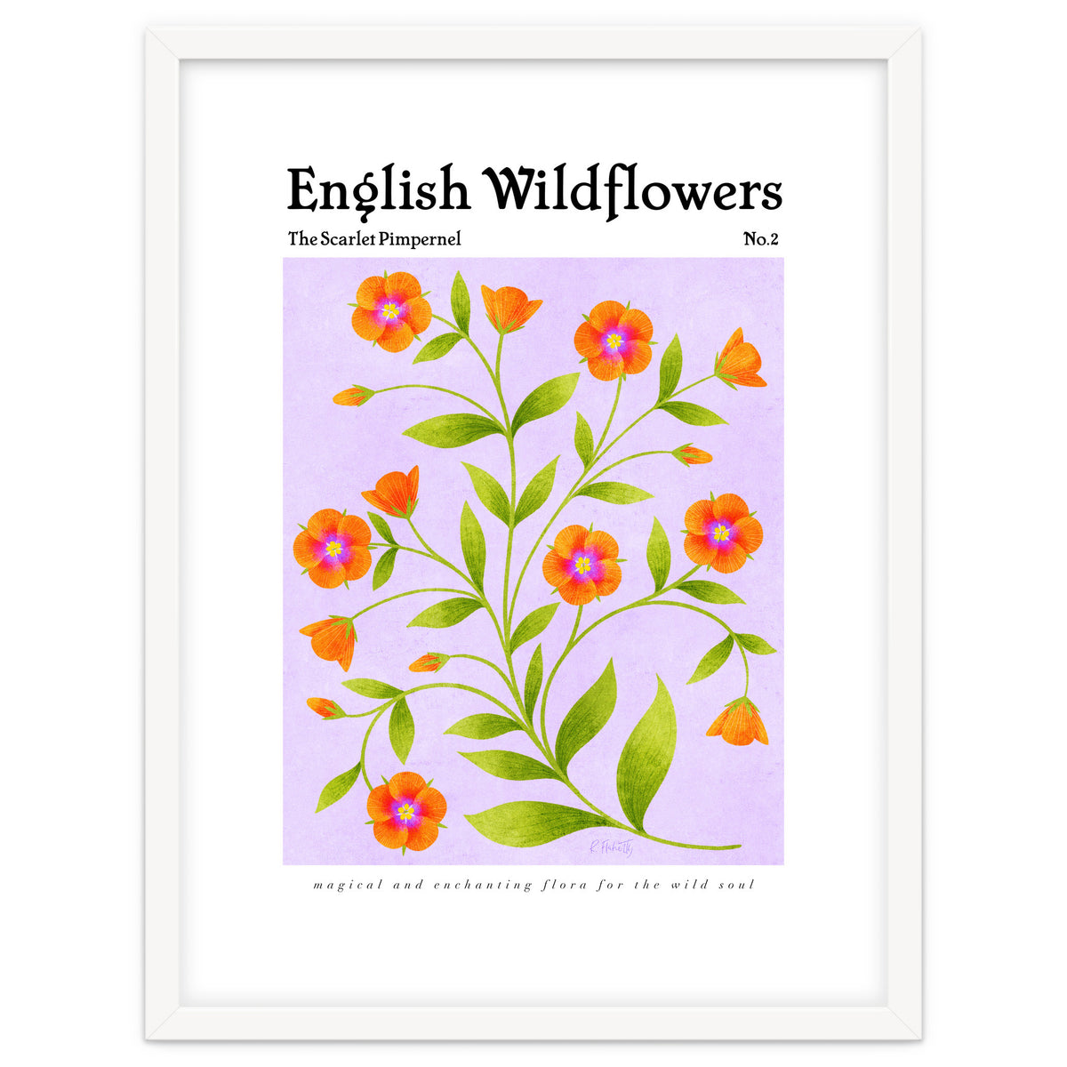 English Wildflowers | Scarlet Pimpernel
