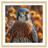 Close Up Of A Kestrel Bird Of Prey thumbnail