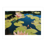Lotus Pond | Landscape (Print Only) thumbnail