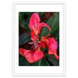 Red Indian Shot Flower thumbnail