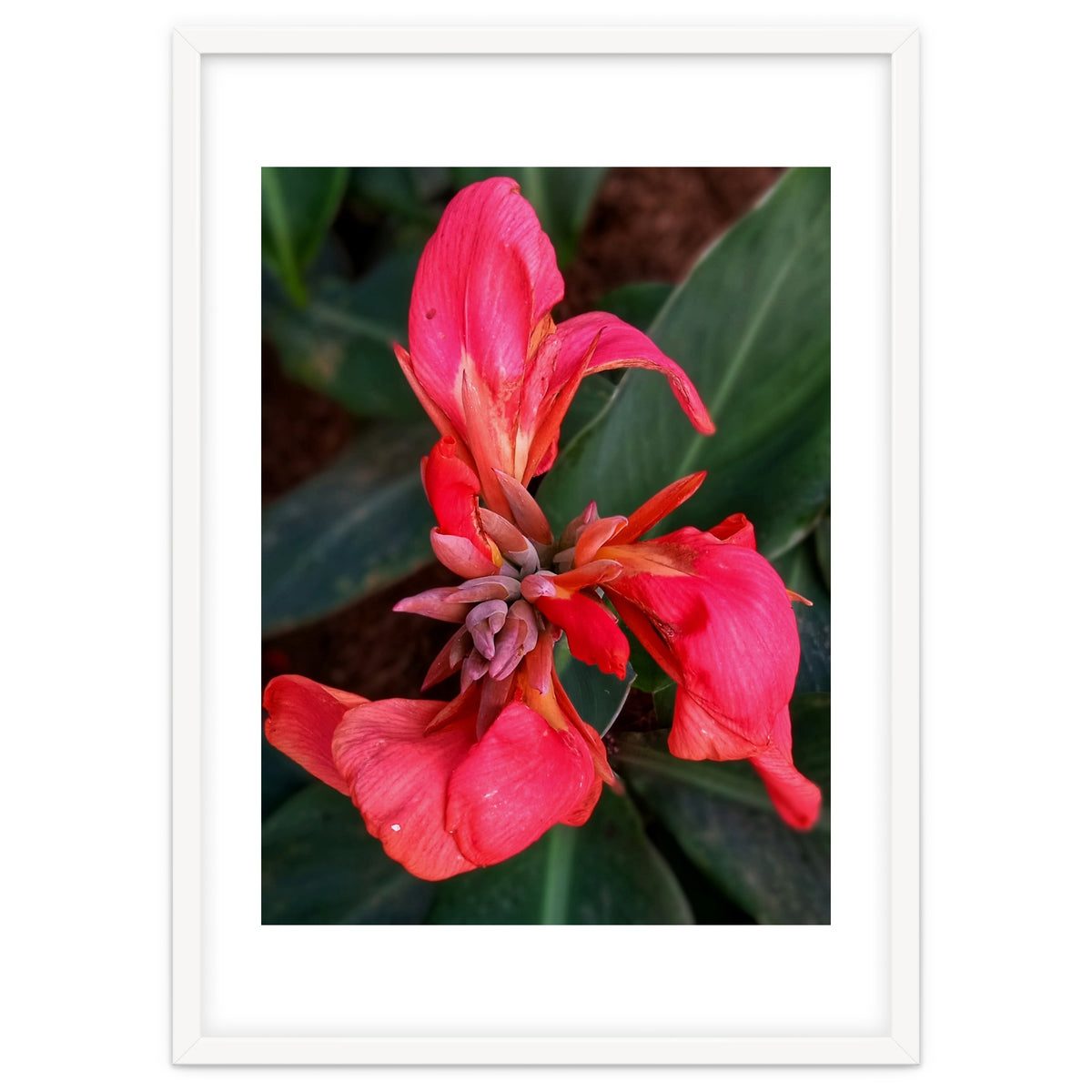 Red Indian Shot Flower