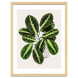 Maranta Plant thumbnail