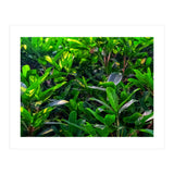Green House Plant Leaves (Print Only) thumbnail