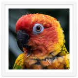 Sun Conure Parrot Bird With Water Droplets thumbnail