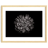 Backyard Flowers In Black And White No 79 thumbnail