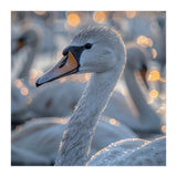 Majestic Swan Close Up With Water Droplets (Print Only) thumbnail