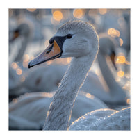 Majestic Swan Close Up With Water Droplets (Print Only)