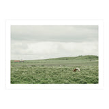 Horses in the middle of the green field - Iceland (Print Only) thumbnail