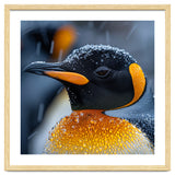 King Penguin Close Up In Snowfall thumbnail