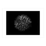 Backyard Flowers In Black And White No 68 with Border (Print Only) thumbnail