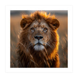Majestic Lion Face In Golden Hour Sunlight (Print Only) thumbnail