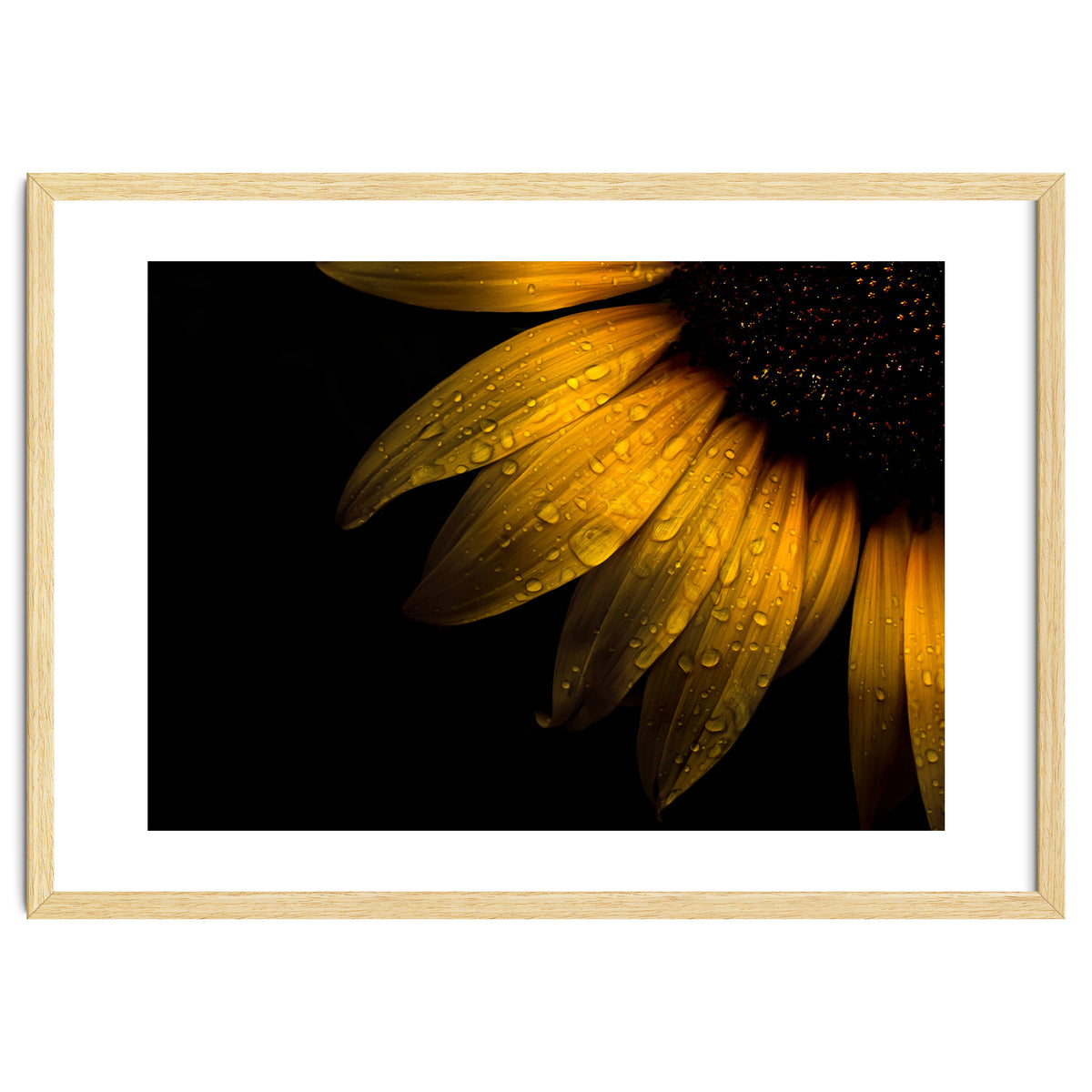 Backyard Flowers No 28 Sunflower