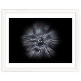 Backyard Flowers In Black And White No 66 Flow Version thumbnail