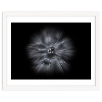 Backyard Flowers In Black And White No 66 Flow Version